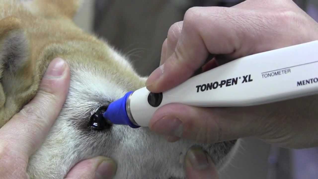 eye examination of the dog