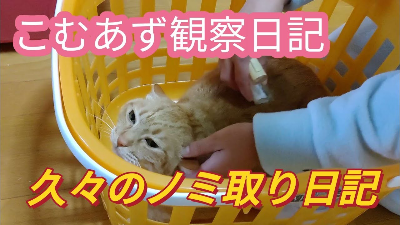 こむあず観察日記　久々のノミ取り日記_(┐「ε:)_春ですな・・・　#ノミ取り　＃ねこ