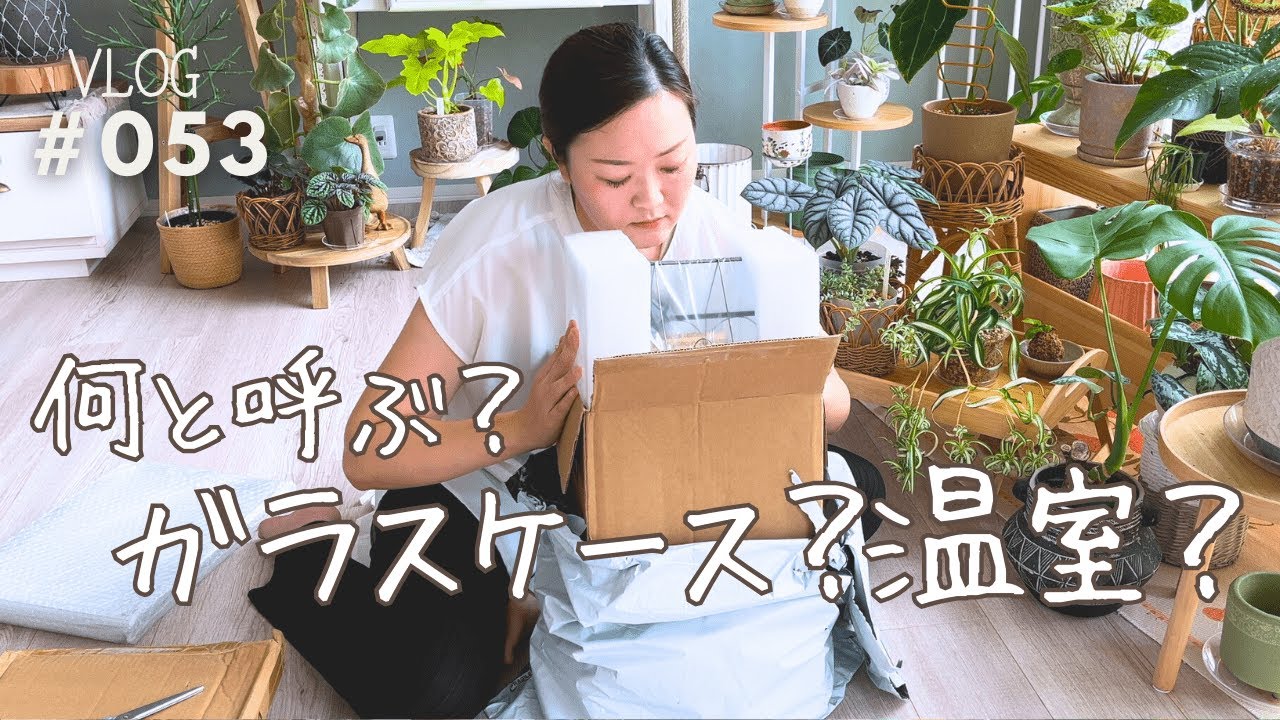 【呼び方は不明】ガラスケース？温室？ミニ観葉を入れたいな（Vlog/053）