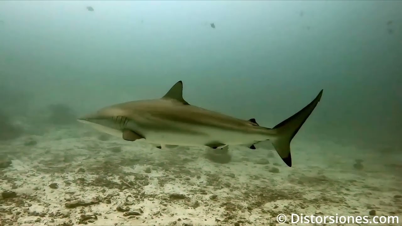 10052025 Hulhumalé - Shark Tank 1