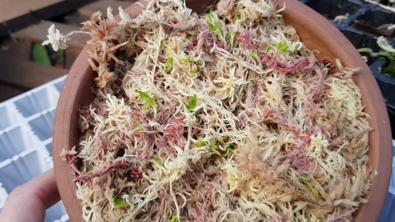 Resultado da fecundação e semeadura das orquideas