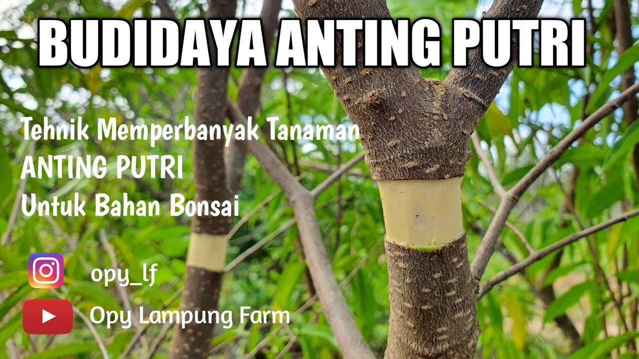 BUDIDAYA ANTING PUTRI Part 2 - Cara Mencangkok ANTING PUTRI