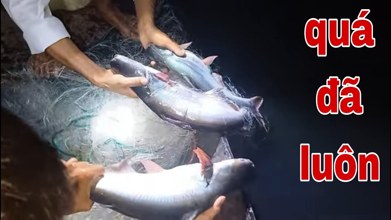 Cá Tra Không Dính Lưới Thì Thôi Đã Dính Thì 1 Chùm 3 Con Như Vậy Nè Trời # SĂN BẮT ĐỒNG THÁP #