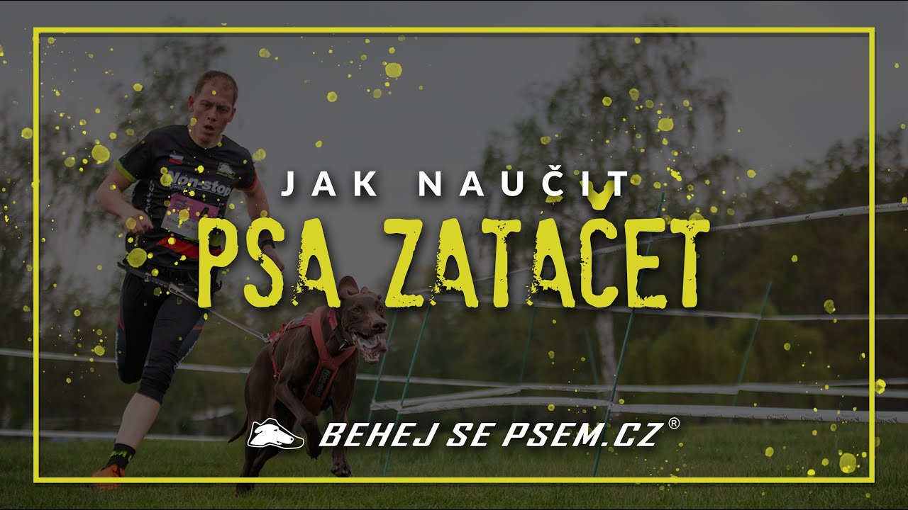 Jak naučit psa zatáčet?