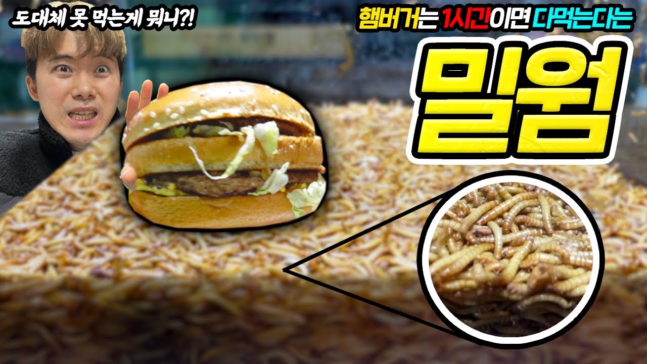 햄버거는 1시간이면 다먹는다는 밀웜에게 플라스틱을 준다면?!