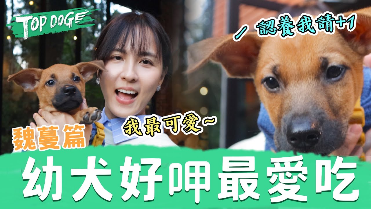 魏蔓為幼犬好呷3天沒洗澡？24小時相處天天黏一起~提到這天到來...蔓蔓哽咽眼眶濕了！
