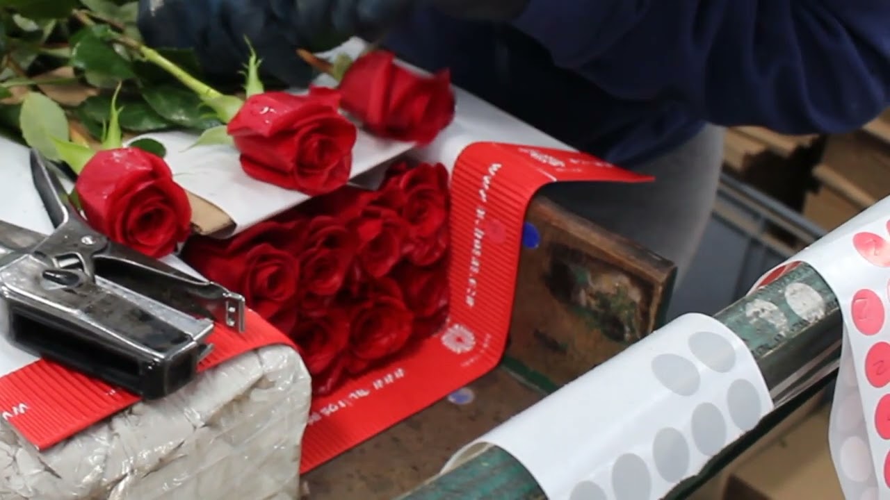 ROSE BUNCHING