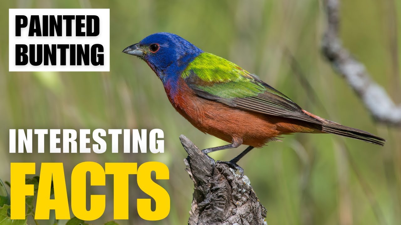 Exploring the Fascinating World of  Painted Bunting  | Interesting Facts | The Beast World