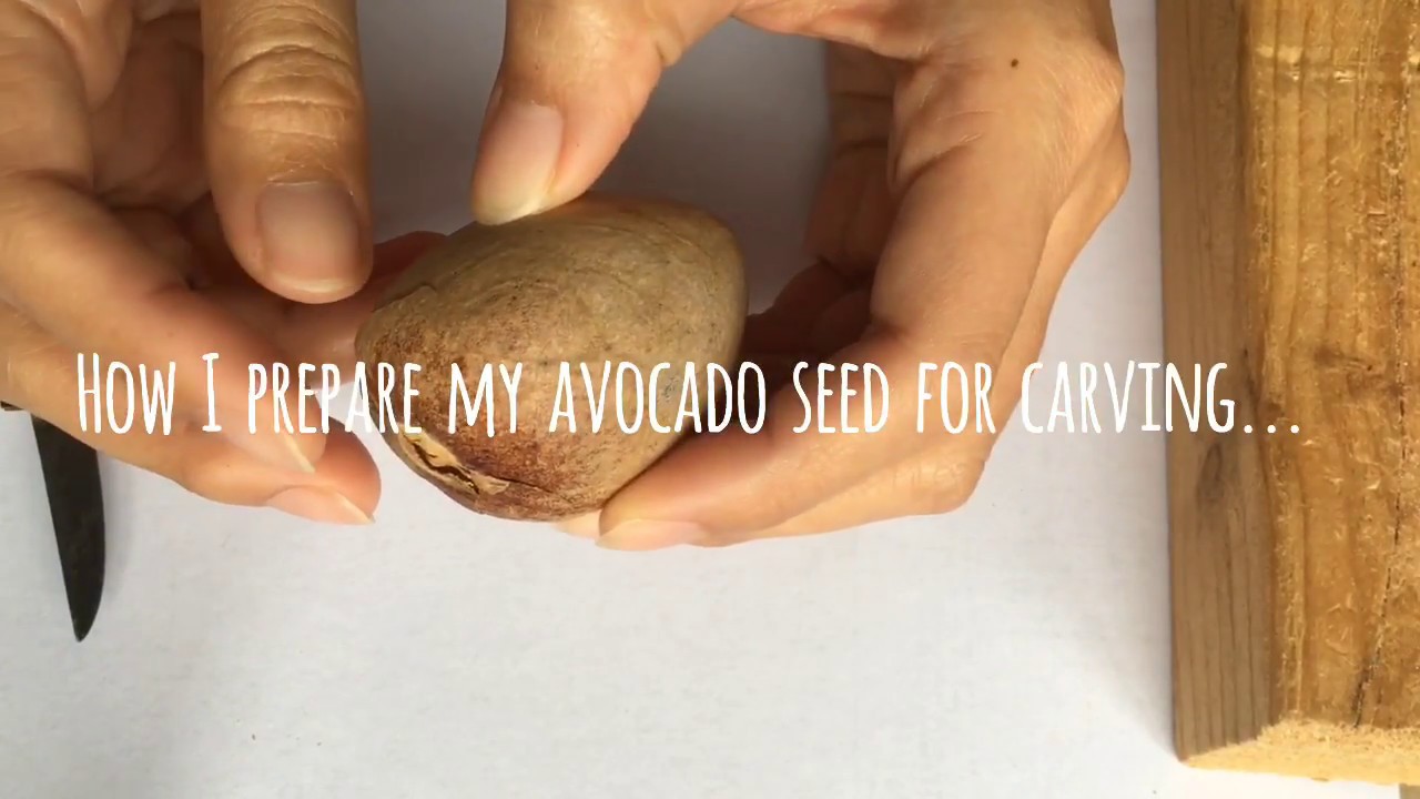 How to Dry Avocado Seed for carving purpose - Tutorial
