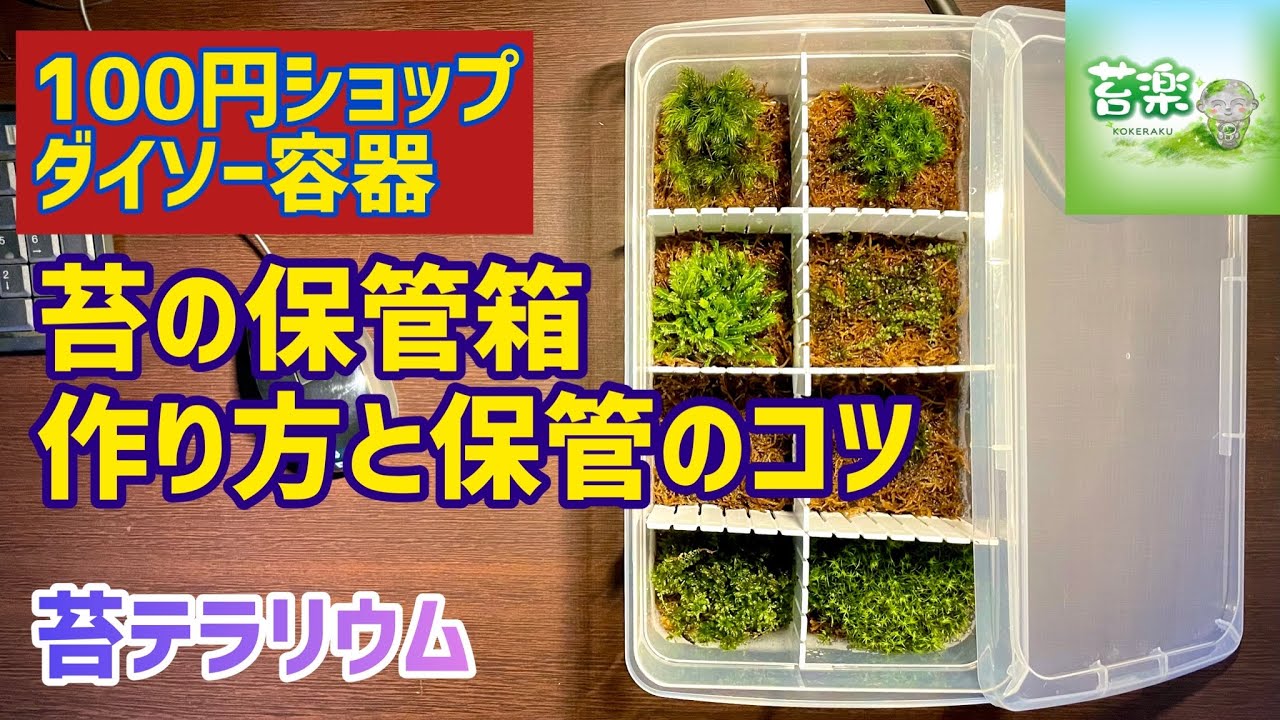 ダイソー容器で作る保管箱　保管方法とコツ【苔テラリウム制作】※自動翻訳対応