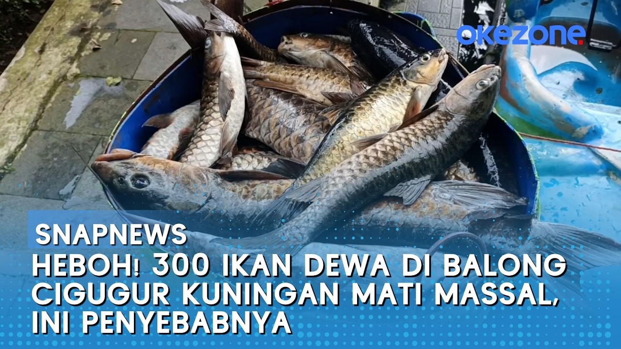 HEBOH! 300 Ikan Dewa di Balong Cigugur Kuningan Mati Massal, Ini Penyebabnya | Snapnews
