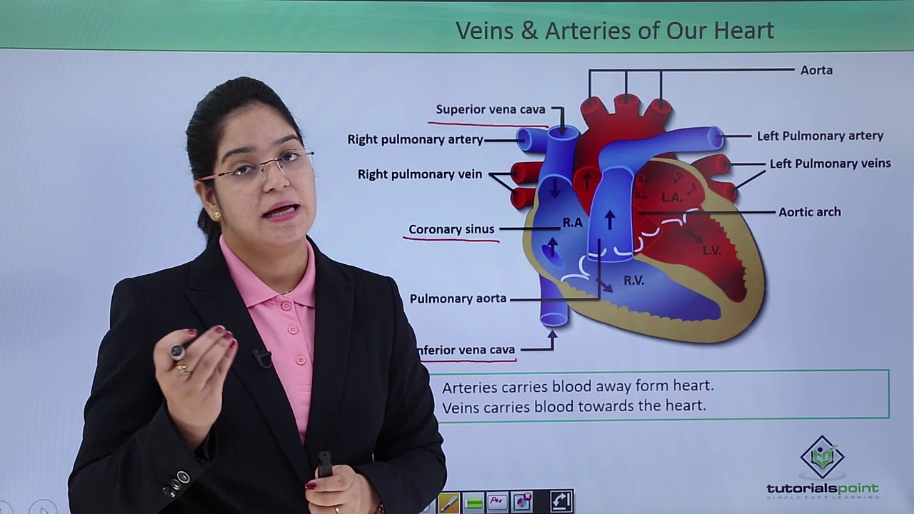 Class10th – Arteries and Veins of the Heart | Circulatory System | Tutorials Point