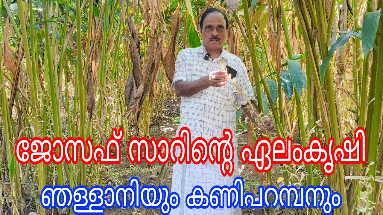 Cardamom#Joseph Sir#Antony Muniyara Vlogs