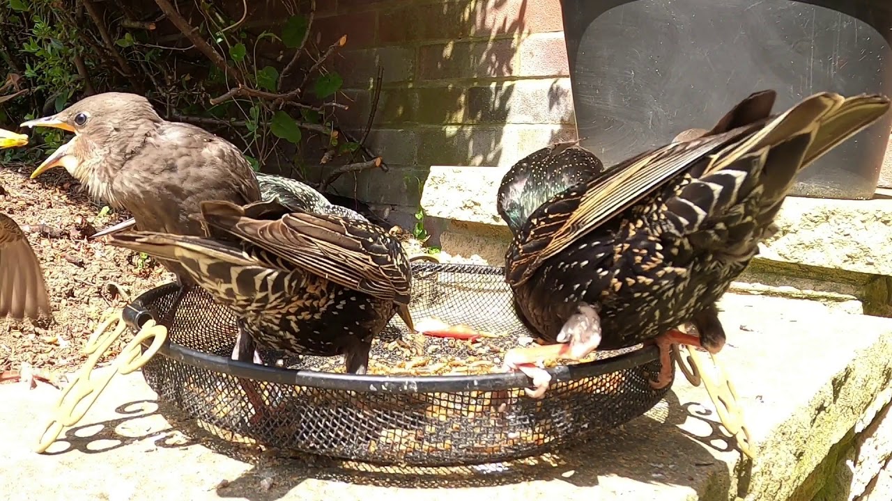 Starlings feeding time