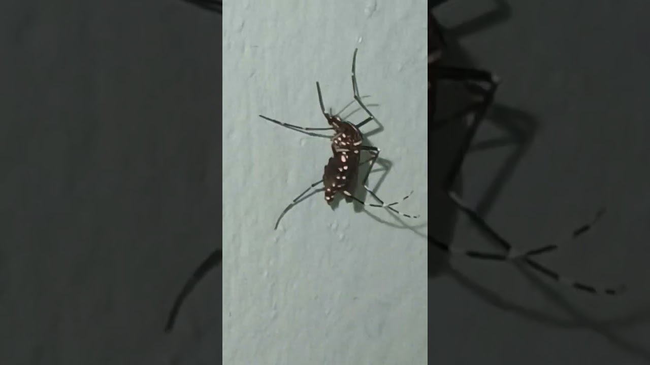 diff't #skeeters #MosquitoSong @MosquitoRAP @Dhara_Mosquitonet postdJuly 6.2025 #entomology