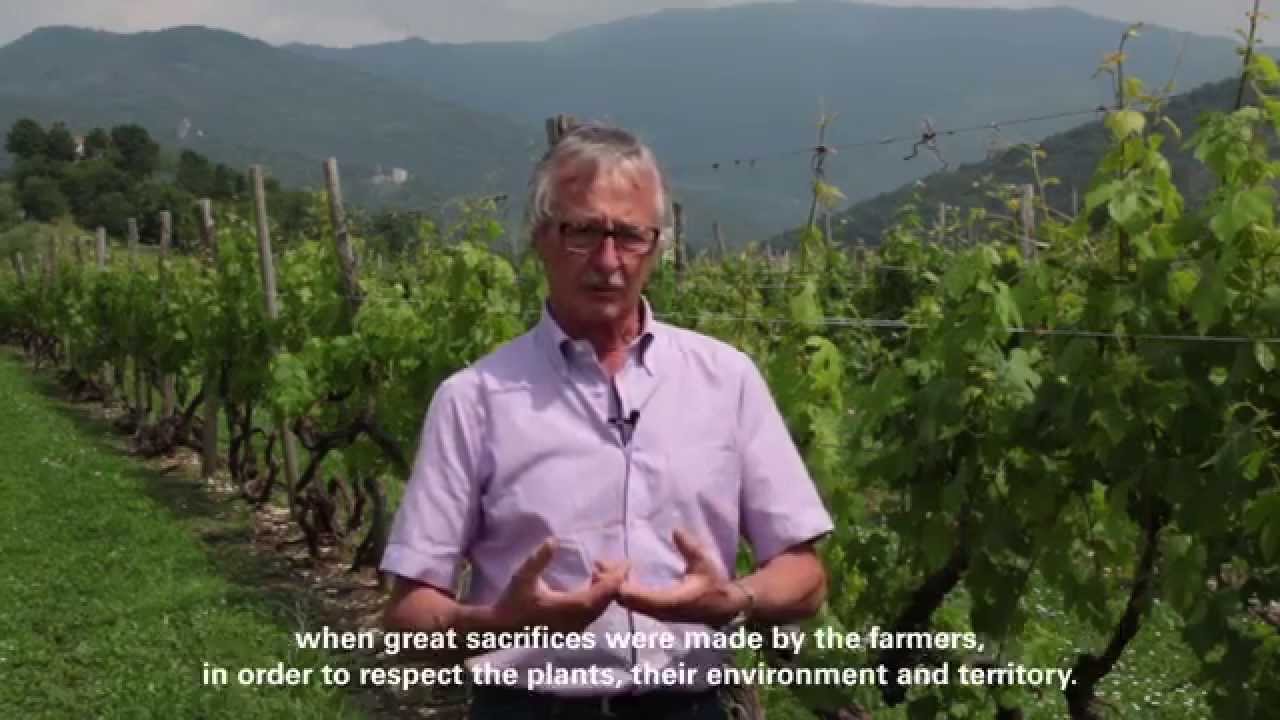 Il Vigneto Storico a Faedis (historic vineyard)