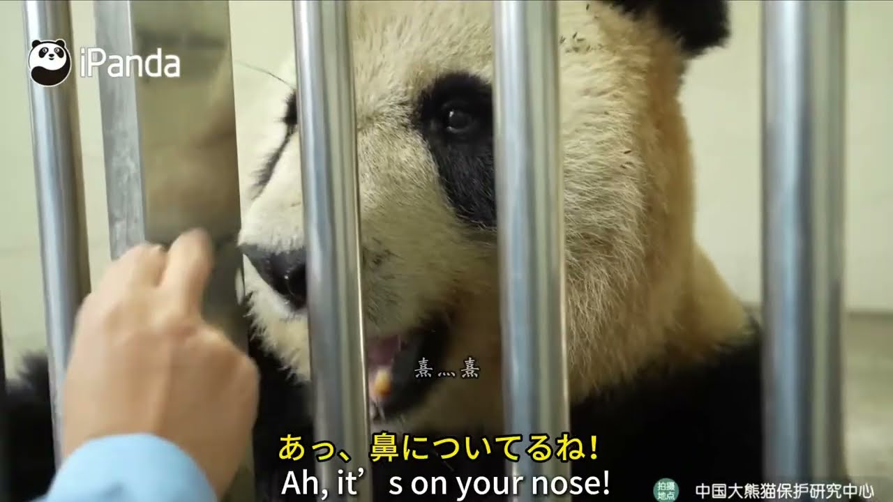 Autumn with Returnee Pandas — Xiannü (Indoors)  帰還パンダと秋 — シンシン（屋内）