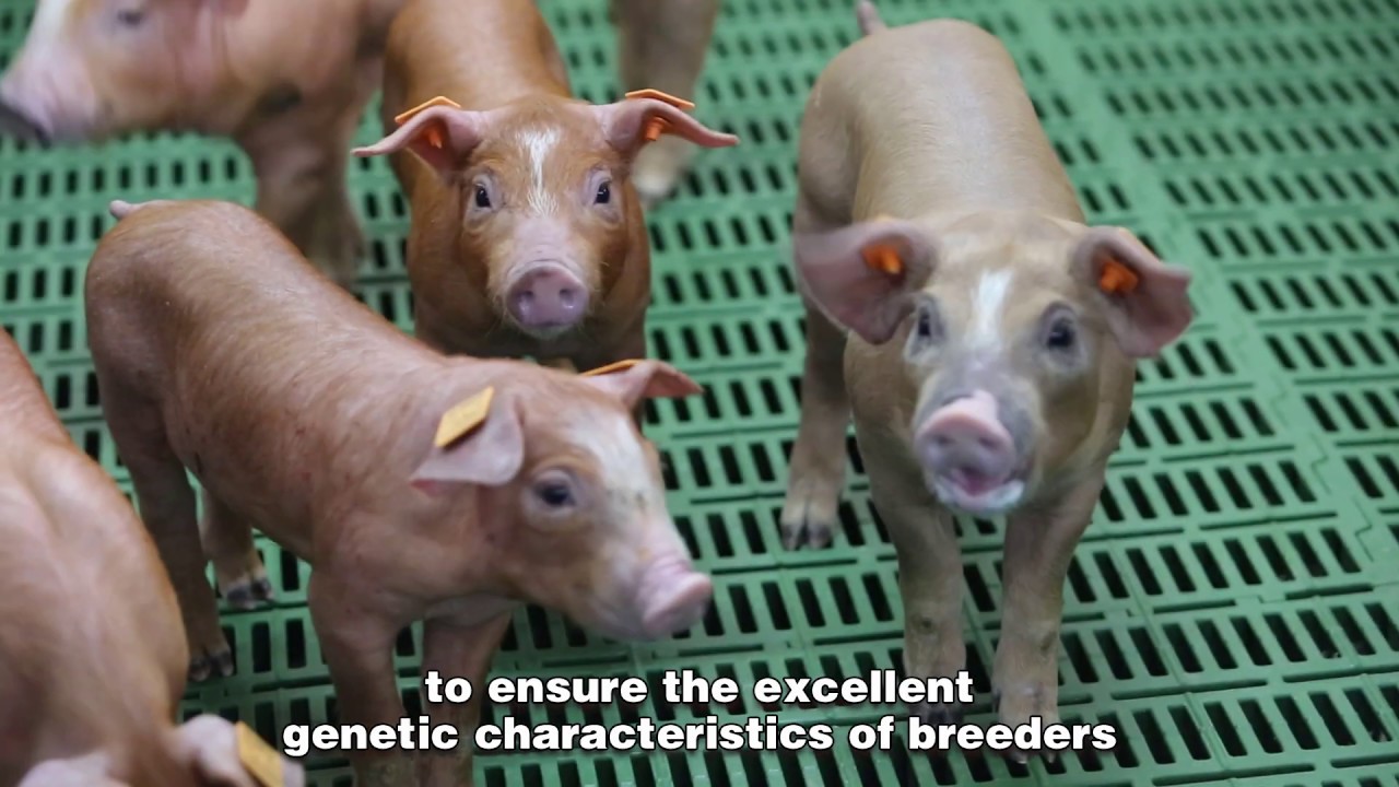 COOPERL | NUCLEUS | HENAN FARM | GGP FARM IN CHINA | ENG | CN SUBTITILE