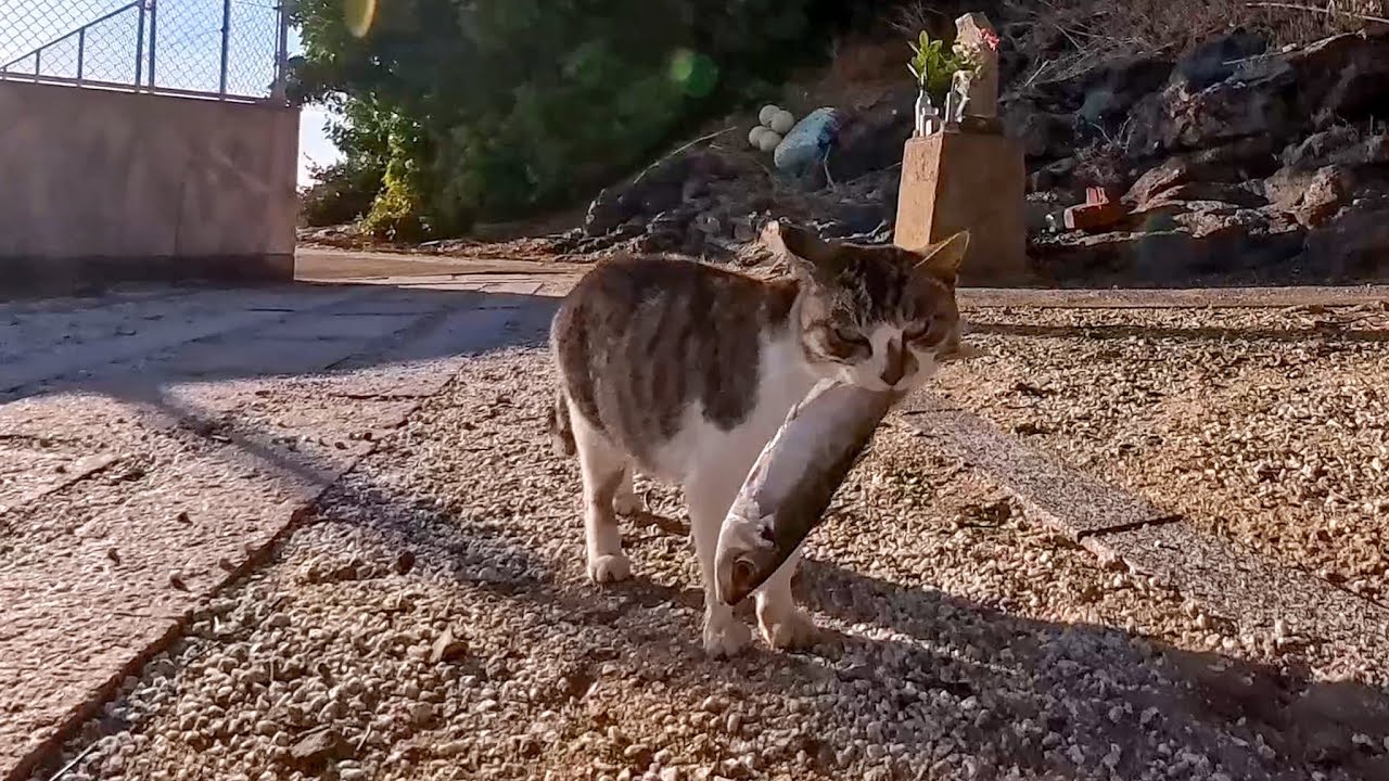 一人で食べようと思って学校裏に魚を持ってきた猫、そこでは猫の集会開催中でみんなに詰め寄られる