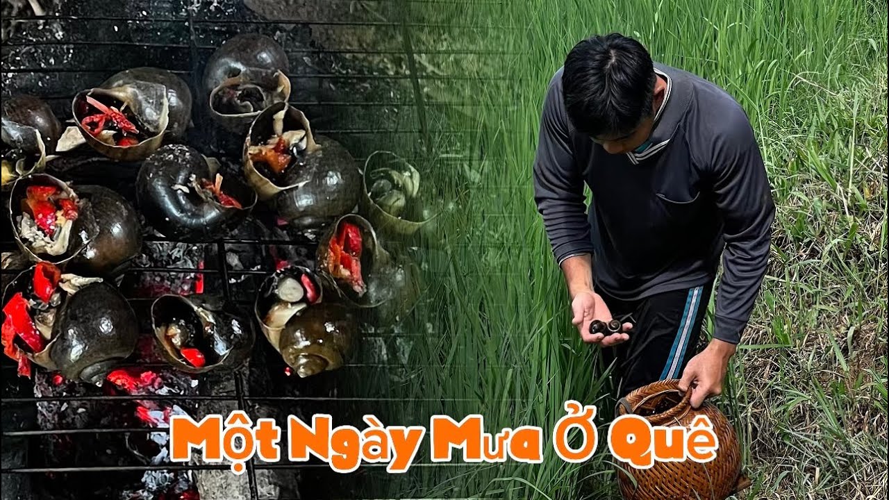 Bắt Ốc Giữa Trời Mưa | Ốc Bươu Vàng Nướng Muối Ớt Siêu Cay