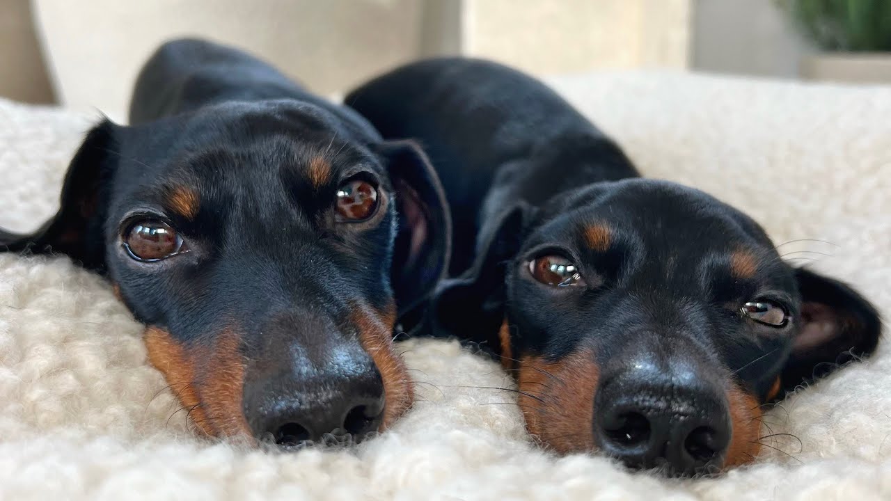 Family Diary- Dachshunds and Bengal Cat are watching how we decorate our house in Christmas.