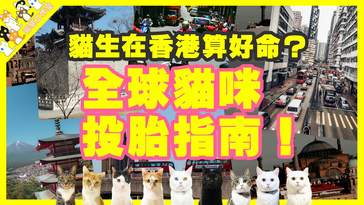 全球貓咪投胎指南！養貓環境排名！地獄與天堂？你家主子生在香港算好命嗎？【孤貓工作室】