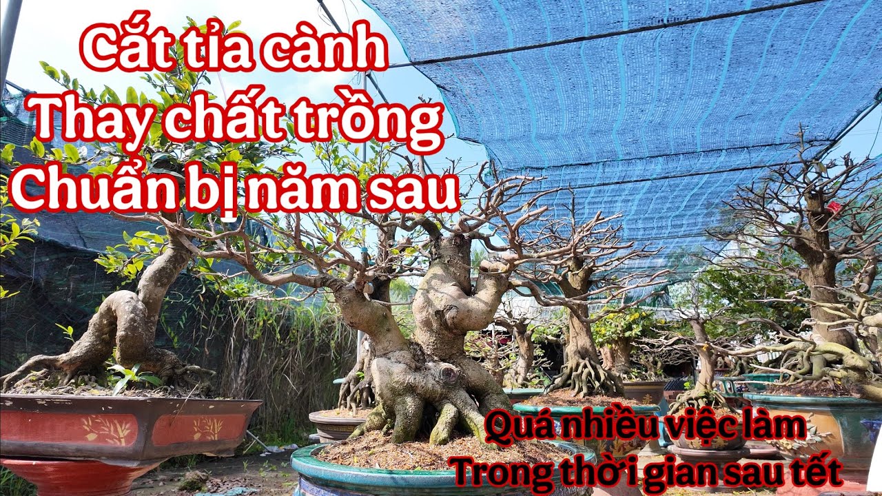 cắt tỉa mai vàng sau khi chơi hoa tết 2026