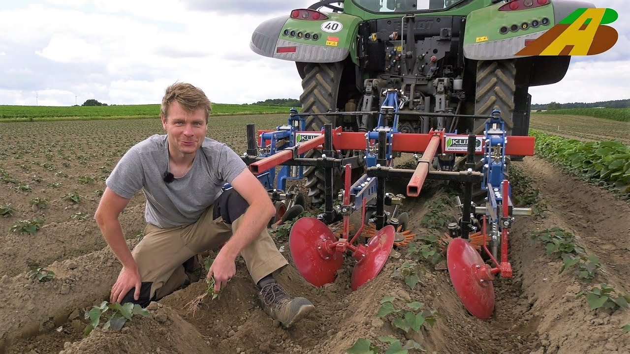 Süßkartoffeln pflanzen-hacken-ernten Kartoffelernte biologische Landwirtschaft Sweet Potato harvest