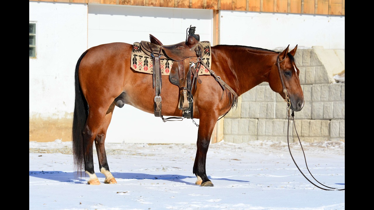 Flit N Dry Badger - AQHA Gelding 
