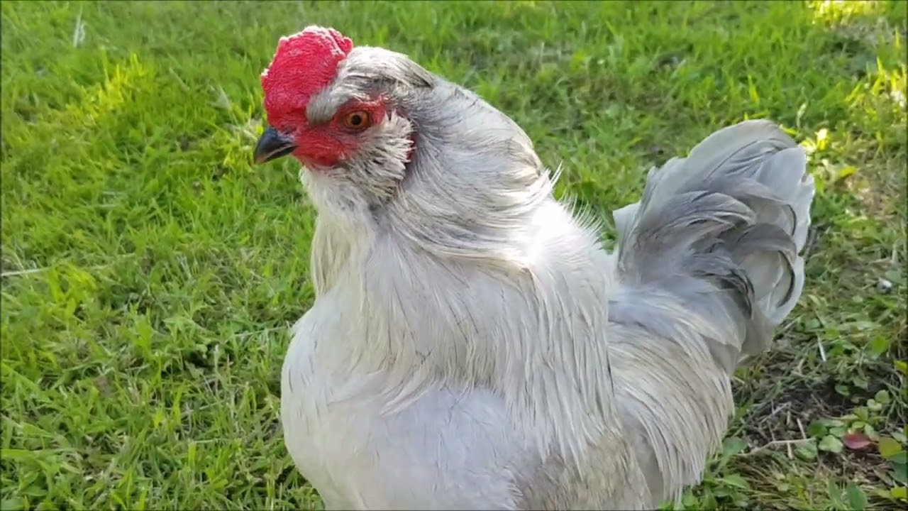 Cockerel rehomed 🐓 #myboys #cockerel #rooster #araucana #silkie #coppermarans #wellsummer