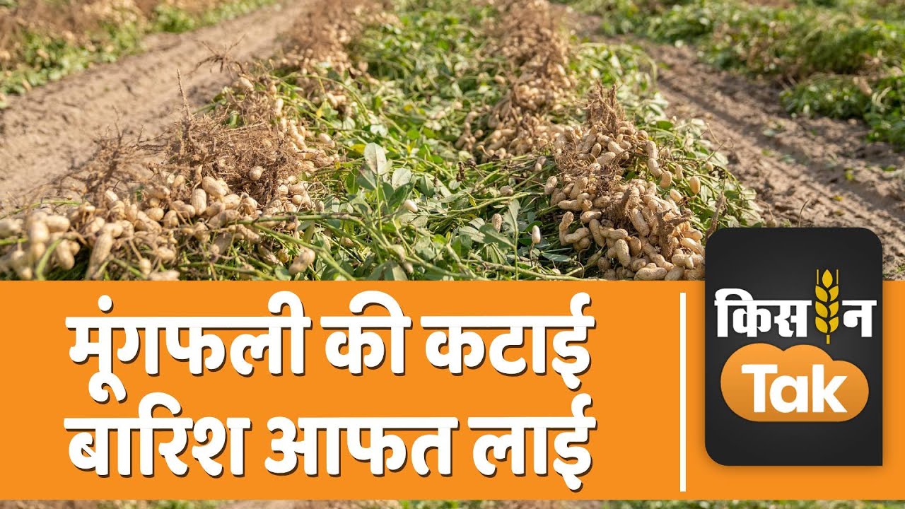 Mungfali Ki Kheti: खेतों में हो रही है मूंगफली की कटाई, लेकिन बारिश आफत लाई | Kisan Tak