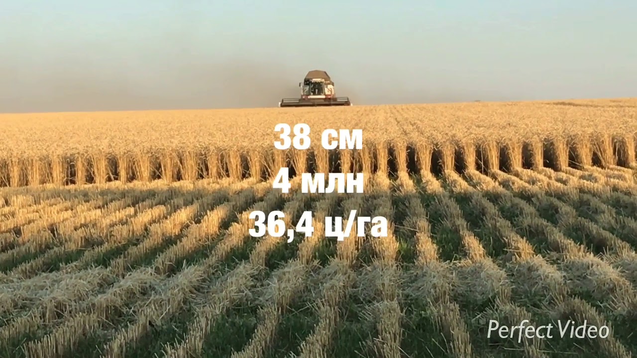 Озимая по подсолнечнику нормы высева от 1 до 5 млн с 19 и 38 см.