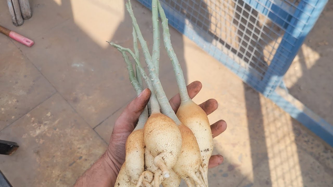 Adenium Swazicum from Habitat Seeds | First Repotting | Videshi Gardening | Part-1