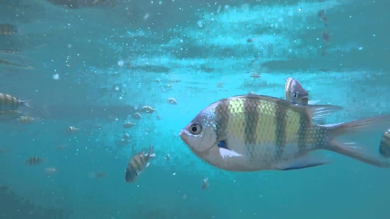Tag ud og snorkle - Koh Chuek