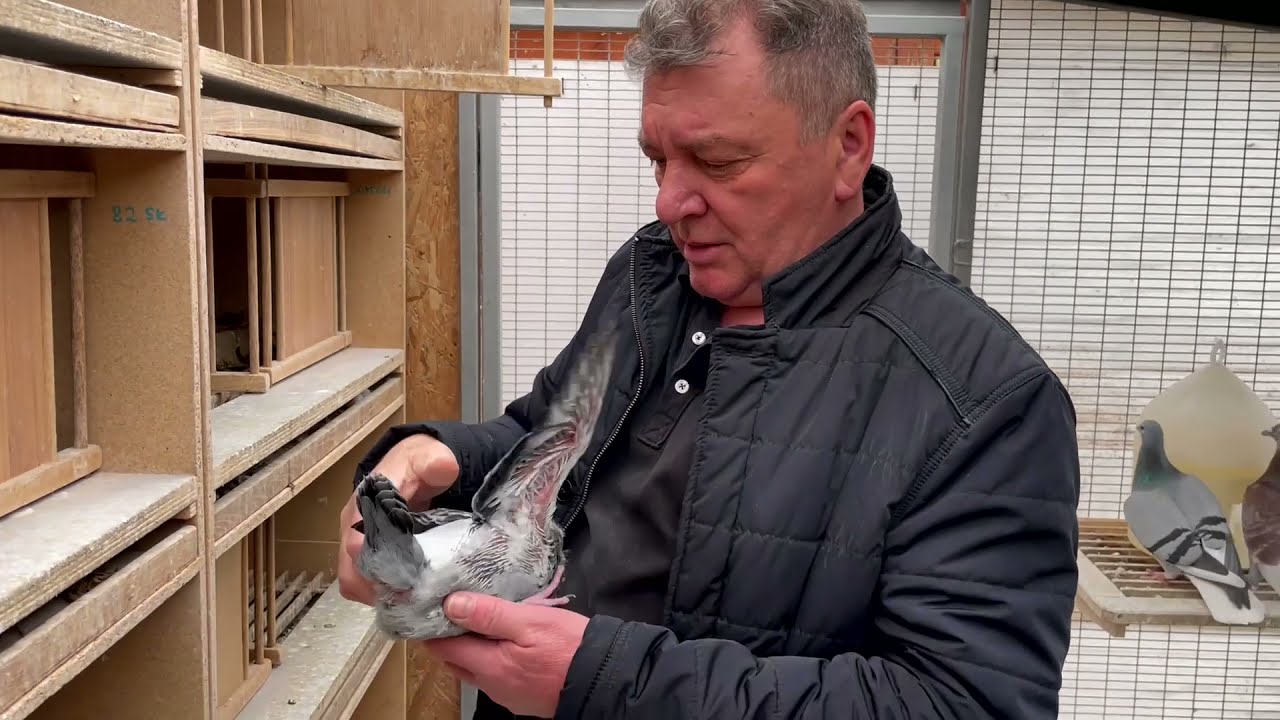 Mészáros Zsolt fiatal galambok AUKCIÓ - Like Pigeon