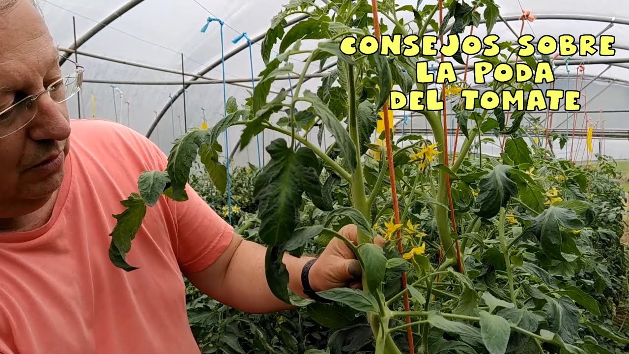Consejos sobre la poda del tomate #invernadero