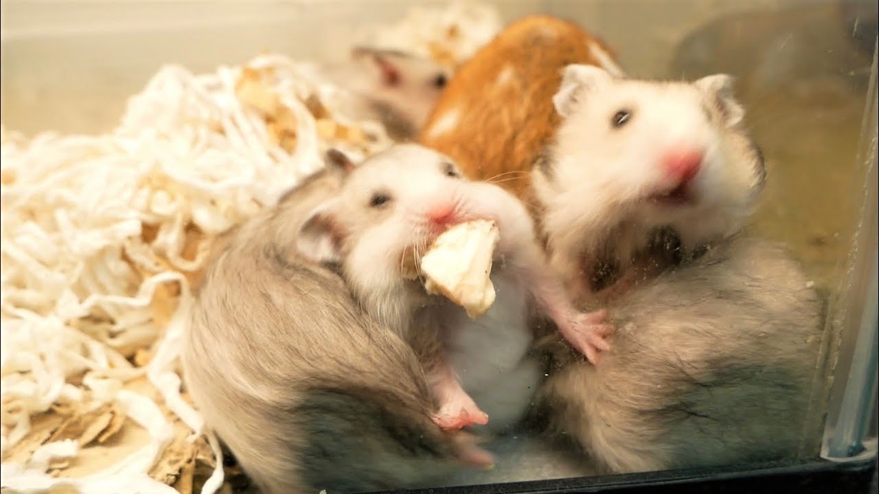 今日は肉の日！家族全員で肉争奪戦でもしよっかな、、、