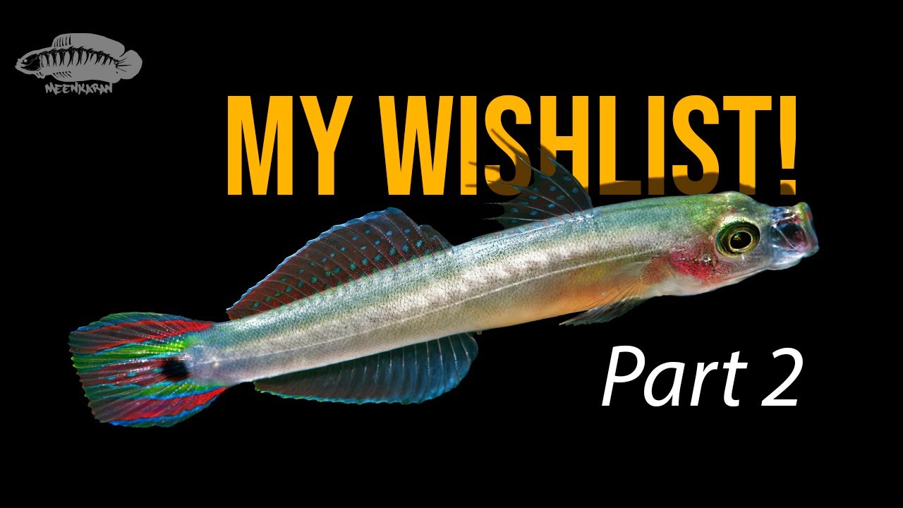 My TOP 15 Dream Fish from Indian Streams Revealed! Part 2