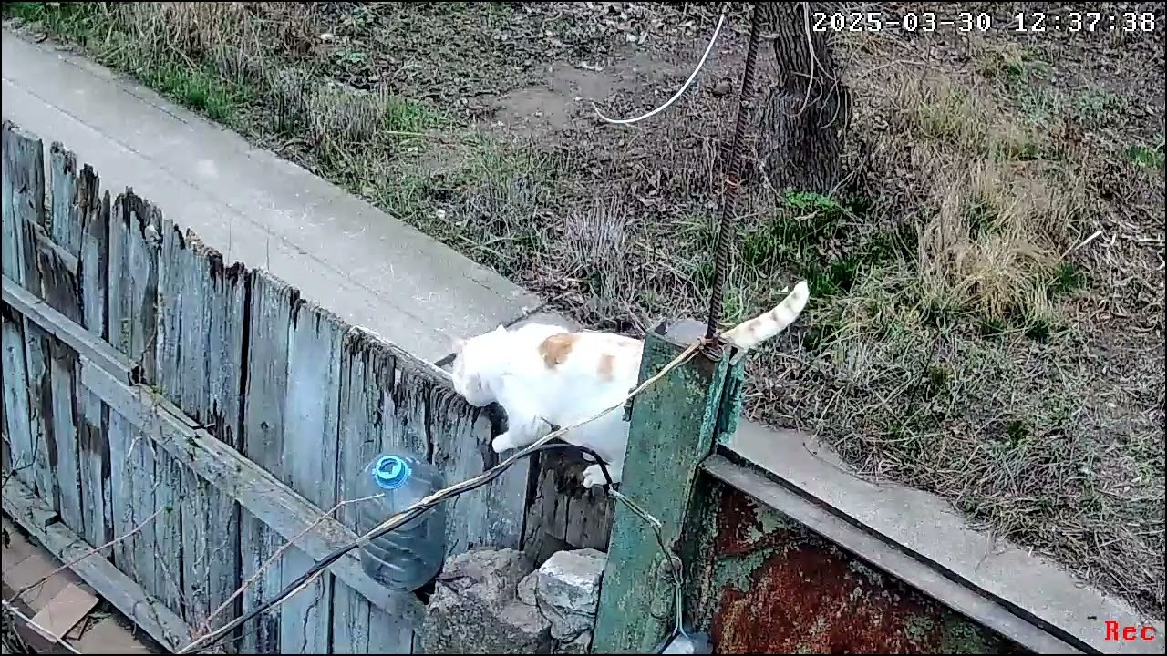 Разные котики #котики2024 #котики2025 #catshorts #catsofinstagram #catsoftiktok