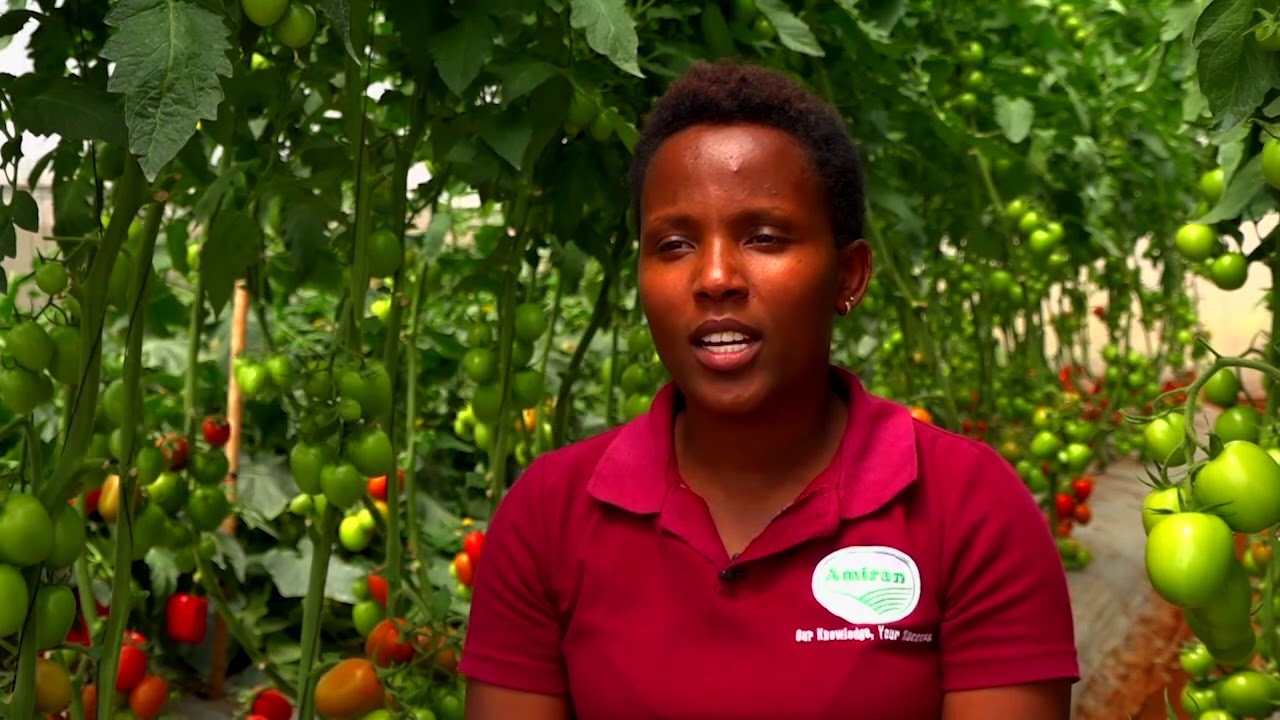 AMIRAN FARMERS'KIT DOCUMENTARY.