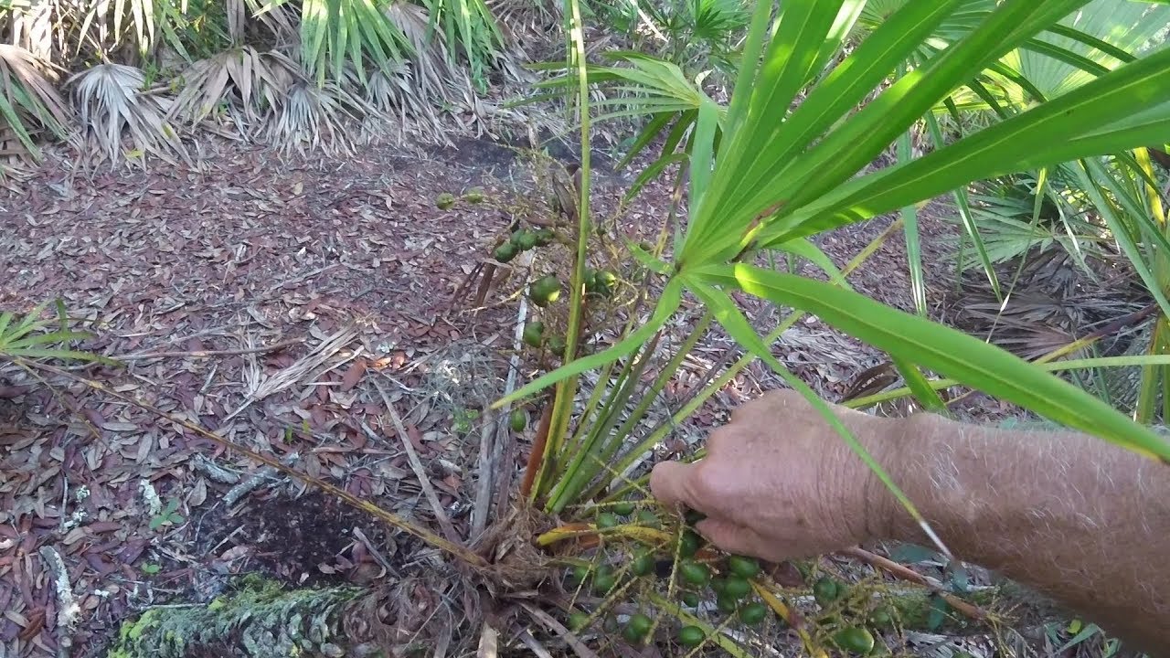 Saw Palmetto Harvest