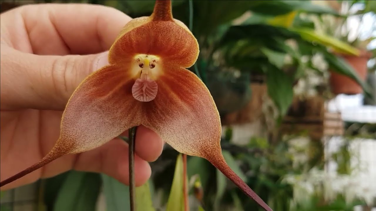 ORQUIDEA DRACULA GIGAS (CULTIVO)