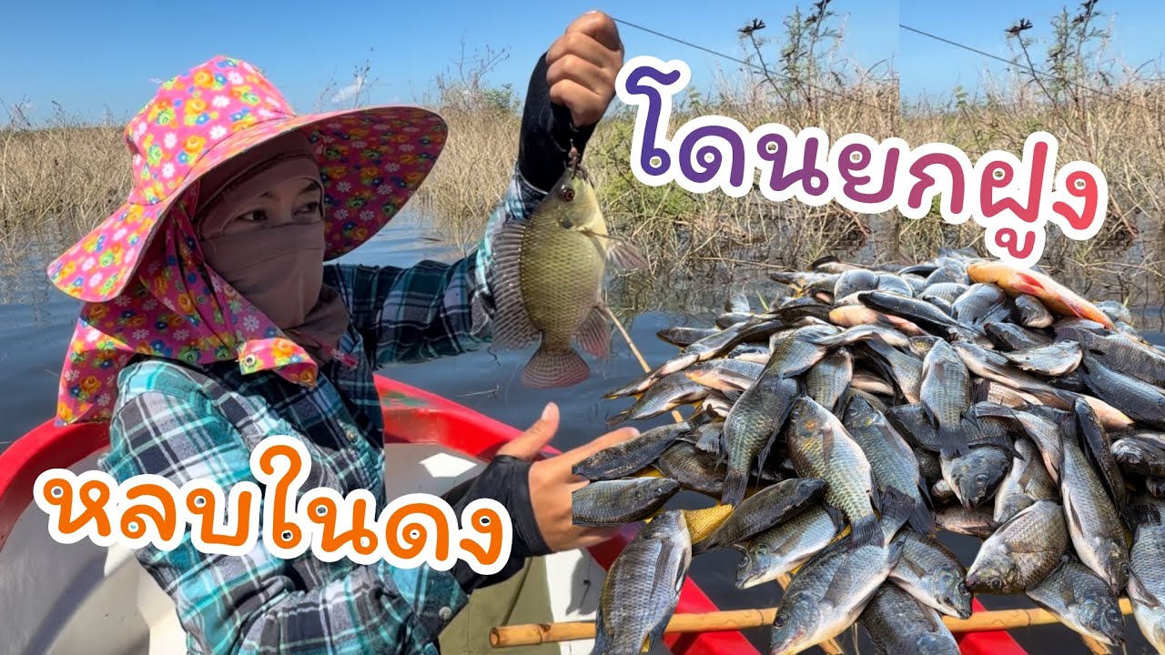 #ตกปลาคันไม้ไผ่ งัดอีกแล้ว ปลาฝูงในดงไม้แห้ง