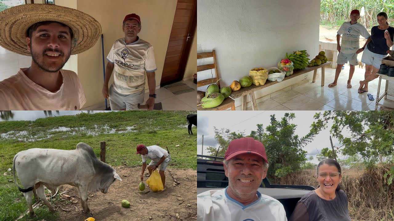 MAIOR COLHEITA DE FRUTAS QUE FIZEMOS ESSE ANO | OLHA ESSA VARIEDADE !!!