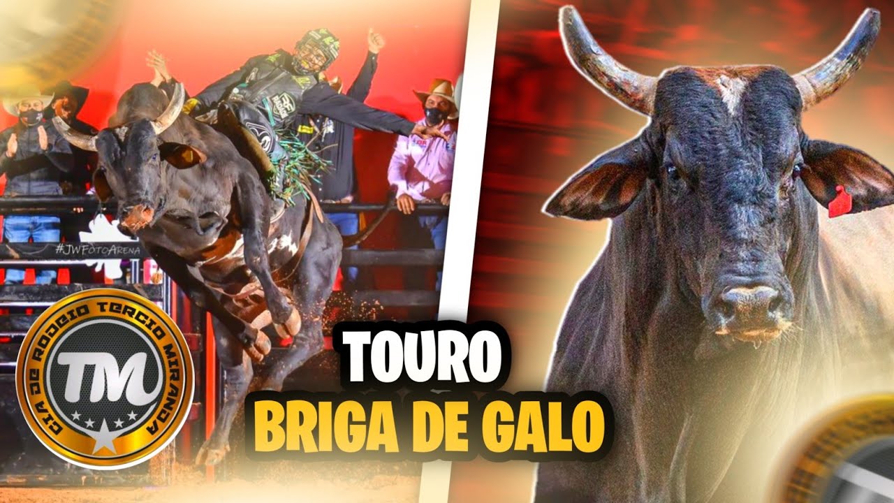COLETÂNEA TOURO BRIGA DE GALO DA CIA TERCIO MIRANDA