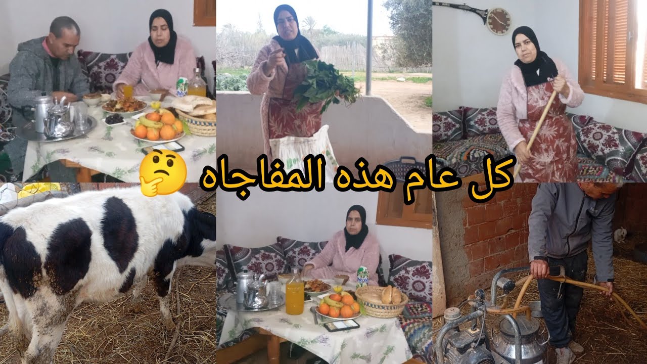 هذا هو الروتين ديال الباديه وهذه هي البقره ديالي راها توالف 🐂🫶