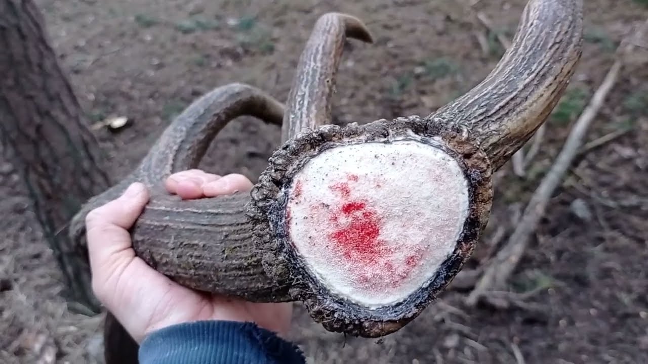 Zrzuty 2022. Świeża tyka o ciekawej, masywnej formie. Waga 2,9 kg.