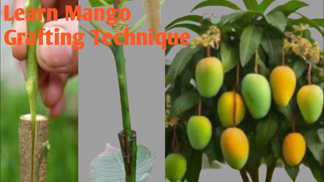 Mango Grafting Made Easy: Simple Techniques for Success