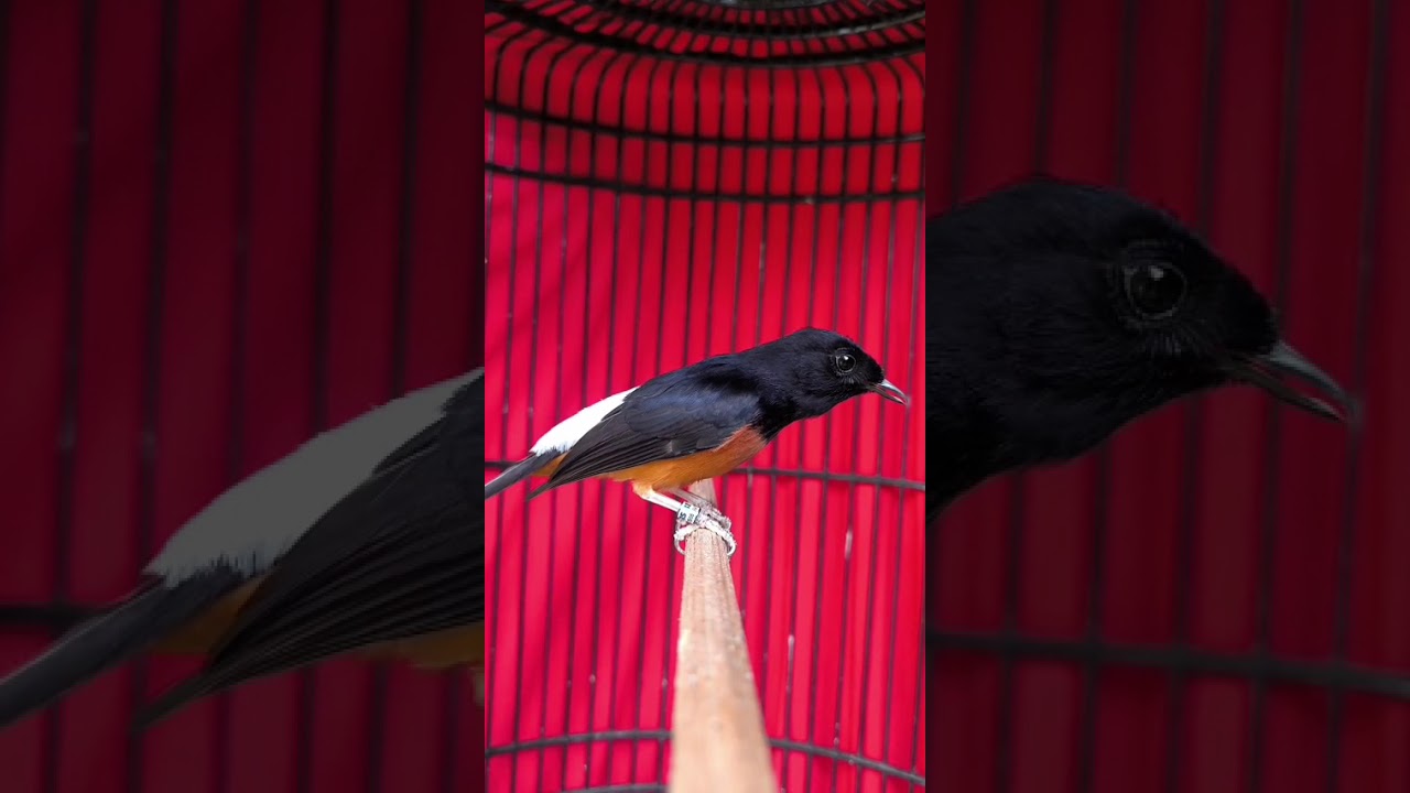 Bulu baru exprestasi on promo murah full set bukan burung rusak ya (Jonath mhjr 083811833431)