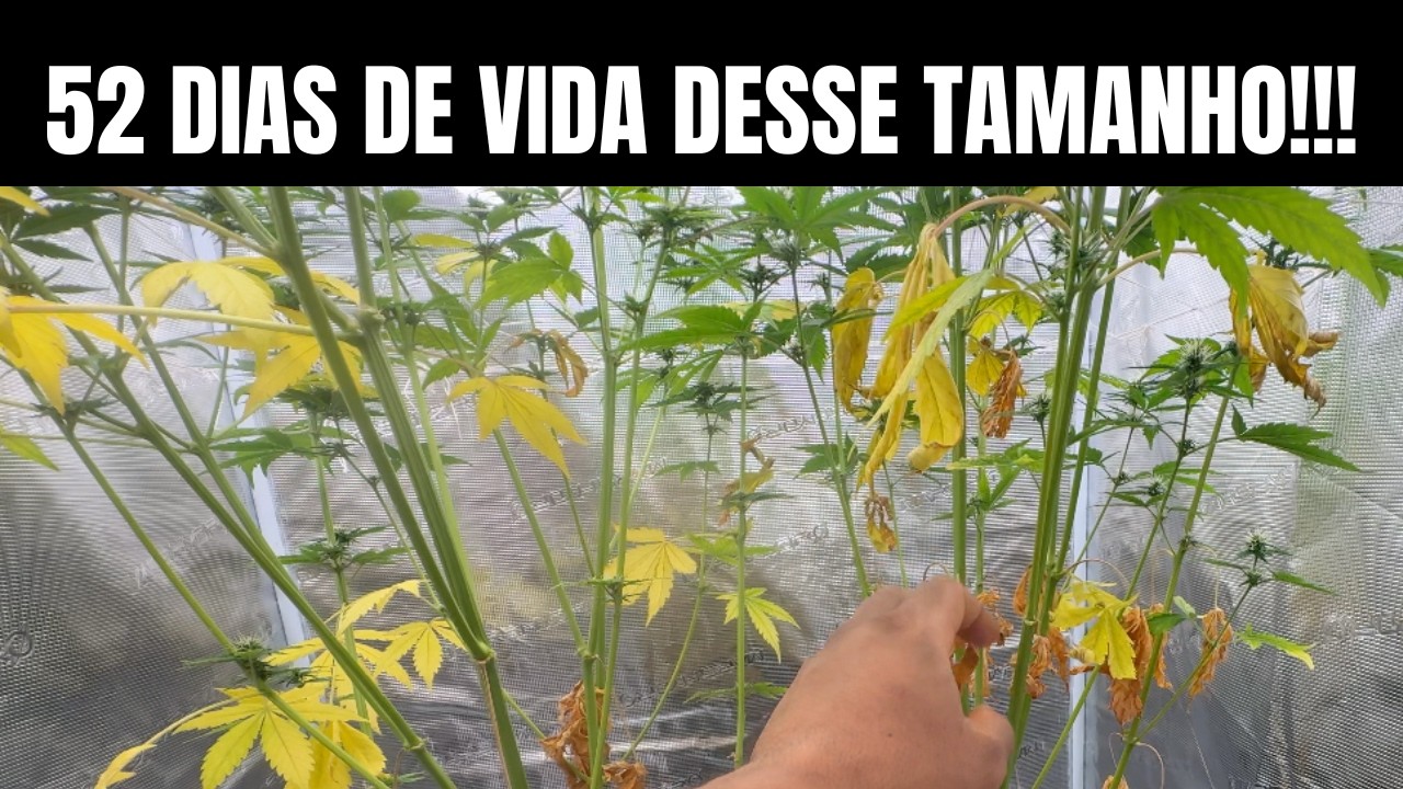 Semente AUTO EP 6: FLORA&Ccedil;&Atilde;O SEMENTE AUTOMATICA - CULTIVO INDOOR CANNABIS MACONHA